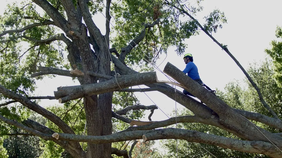 Professional Crown Thinning performed by certified arborists in Henryetta