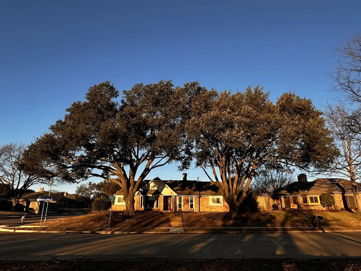 Established residential canopy tree shading a home in Henryetta